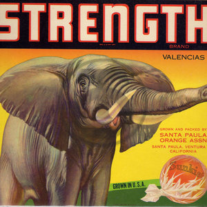 Strength Brand Valencias Elephant