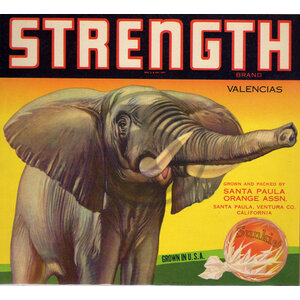 Strength Brand Valencias Elephant