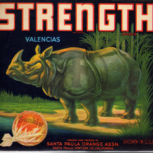 Strength Brand Valencias Rhinoceros