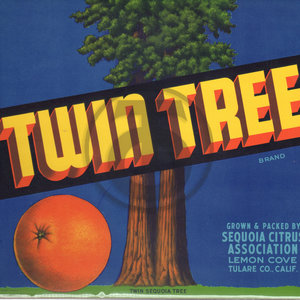 Twin Tree