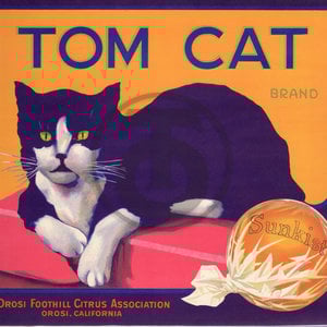 Tom Cat Brand