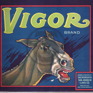 Vigor Brand