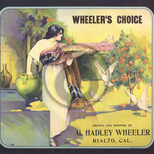 Wheeler's Choice