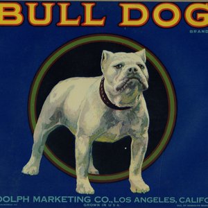 Bull Dog Brand Bull Dog Brand