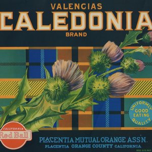Caledonia Brand Valencias Caledonia Brand Valencias