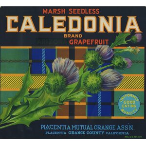 Caledonia Brand Grapefruit