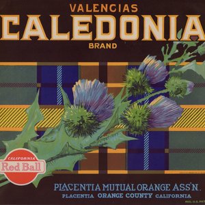 Caledonia Brand Valencias Caledonia Brand Valencias