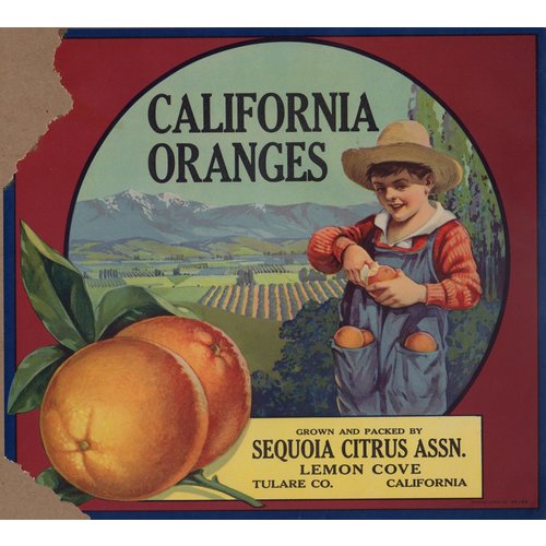 California Oranges Sequoia Citrus as is California Oranges Sequoia Citrus as is
