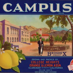 Campus Lemons as is Campus Lemons as is