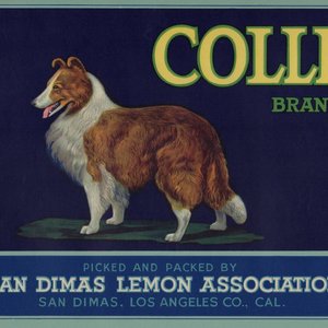 Collie Brand