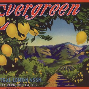 Evergreen Lemon