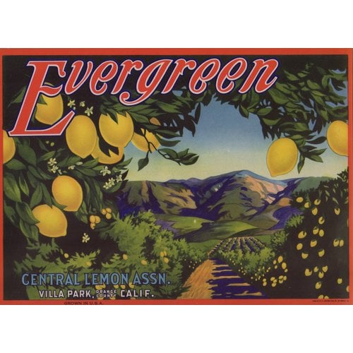 Evergreen Lemon