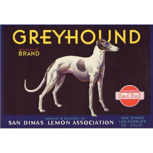 Greyhound Brand
