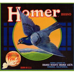 Homer Orange Homer Orange