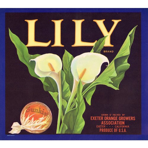 Lily Orange