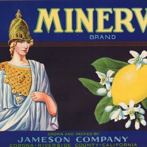 Minerva Lemon