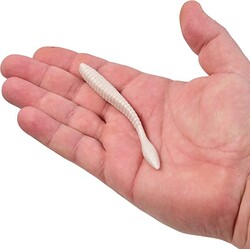 Berkley Berkley PowerBait Max scent Flatworm 3.6" 10 Pkg Ct, White Pearl...0361