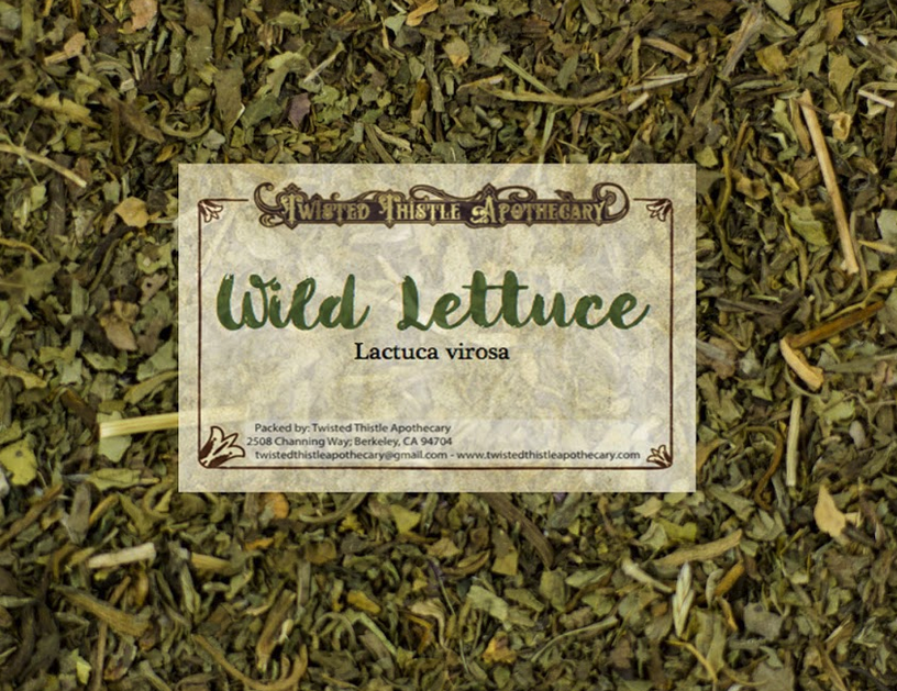 Wild Lettuce-1