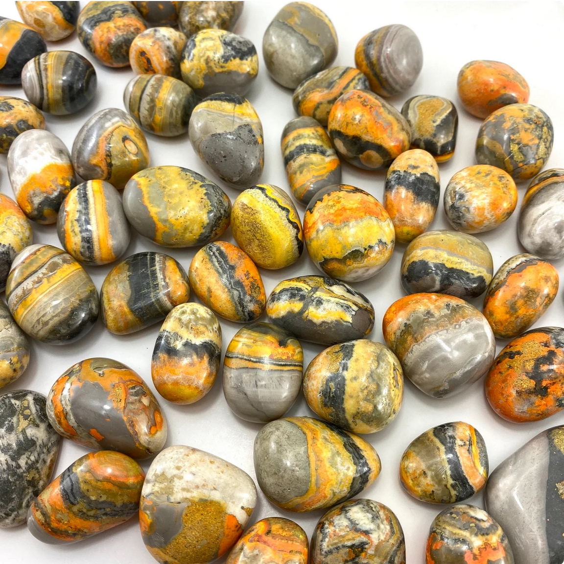 Bumblebee Jasper