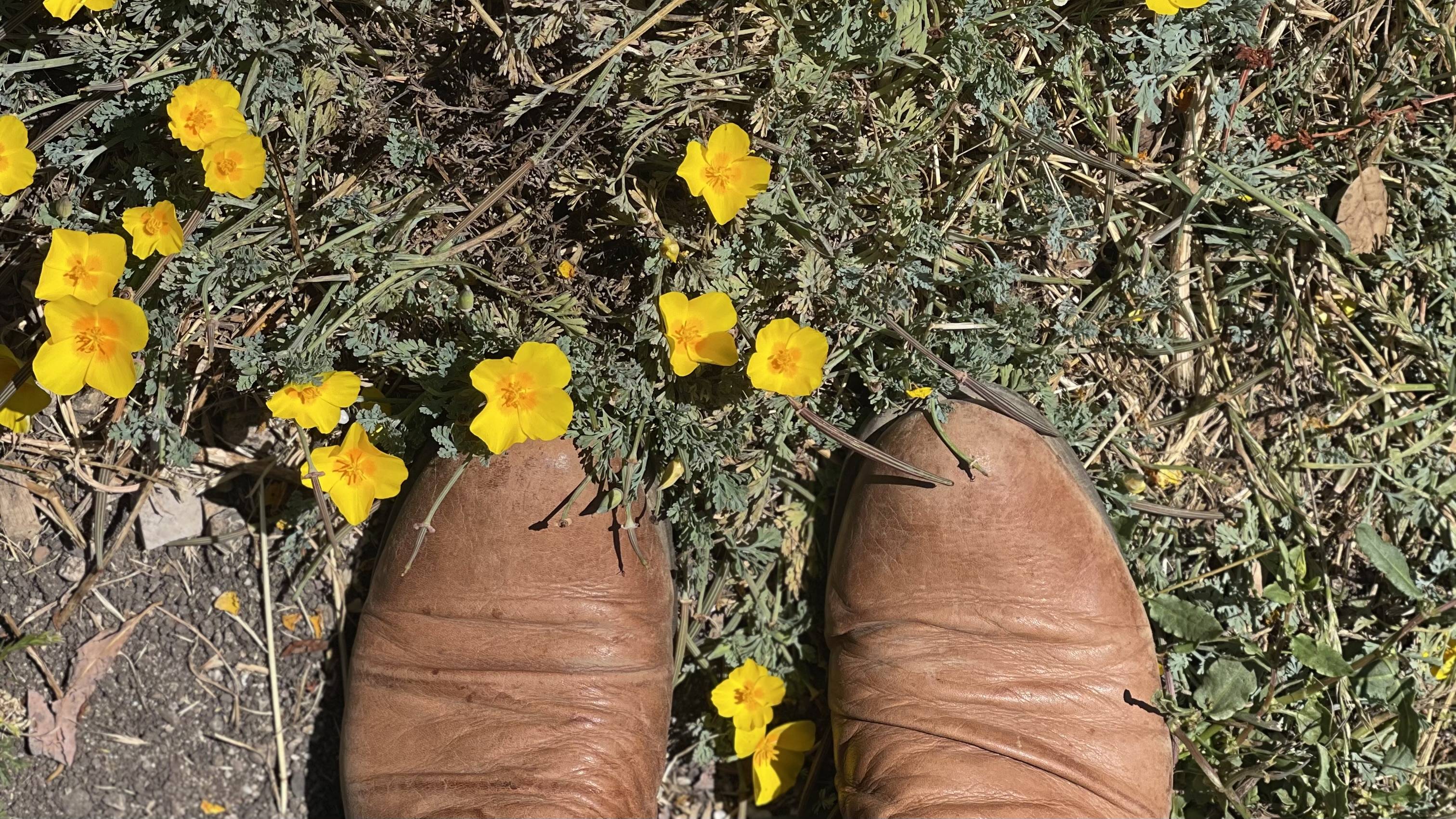 <p style="text-align: center;"><span style="font-size: 26px; text-shadow: rgba(136, 136, 136, 0.8) 3px 3px 2px;"><strong>SPRING RESET</strong></span></p> <p style="text-align: center;"><span style="text-shadow: rgba(136, 136, 136, 0.8) 3px 3px 2px; font-size: 54px;">Herbal Allies for&nbsp;</span></p> <p style="text-align: center;"><span style="text-shadow: rgba(136, 136, 136, 0.8) 3px 3px 2px; font-size: 54px;">Nervous System Ease,</span></p> <p style="text-align: center;"><span style="text-shadow: rgba(136, 136, 136, 0.8) 3px 3px 2px; font-size: 54px;">Clear Digestion &amp; Open Breath</span></p>