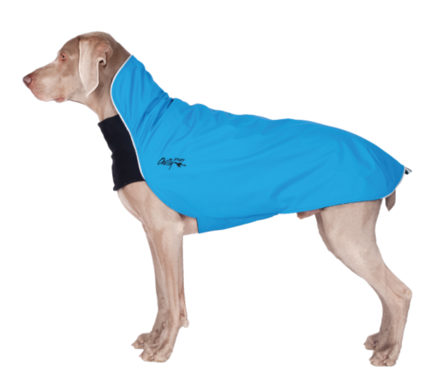 Chilly dogs rain slicker hot sale