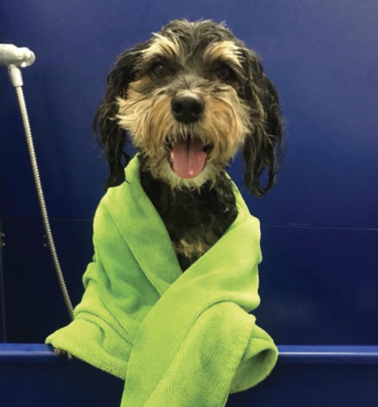 Chilly Dogs Chilly Dogs - Soaker Bath Towel