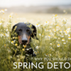 Detox your dog this spring!