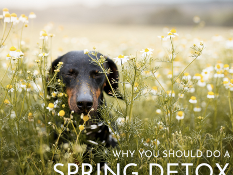 Detox your dog this spring!