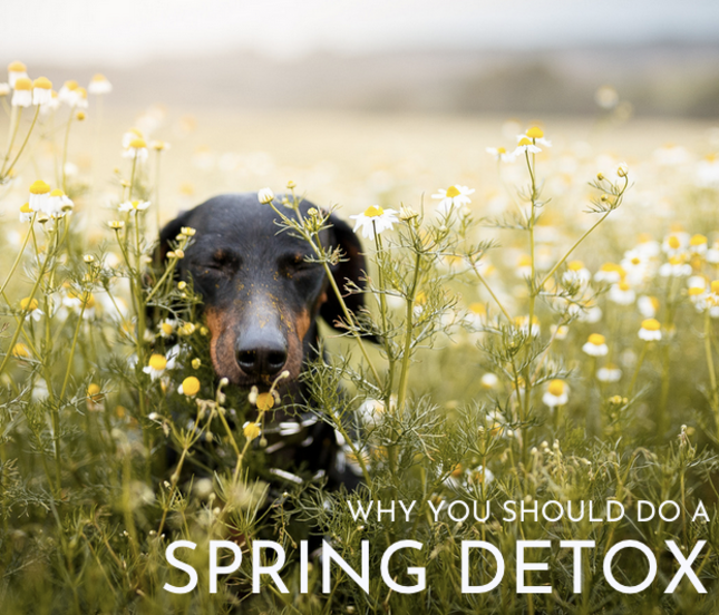 Detox your dog this spring!