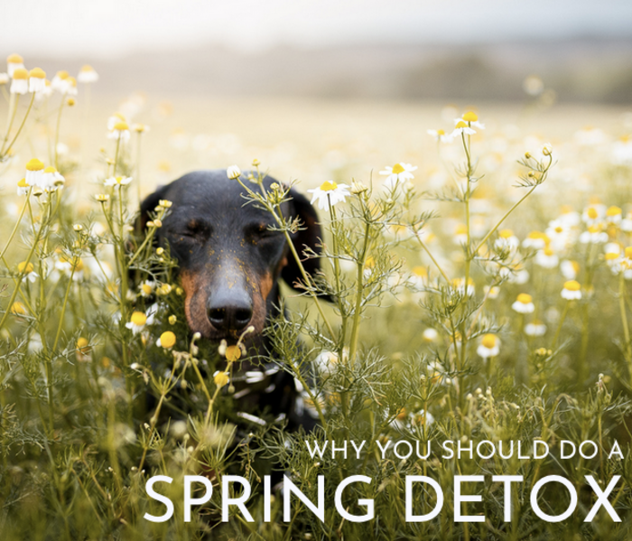 Detox your dog this spring!