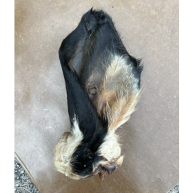 The Proper K9 Proper K9 - Cow Ear w/ Fur (1pc)