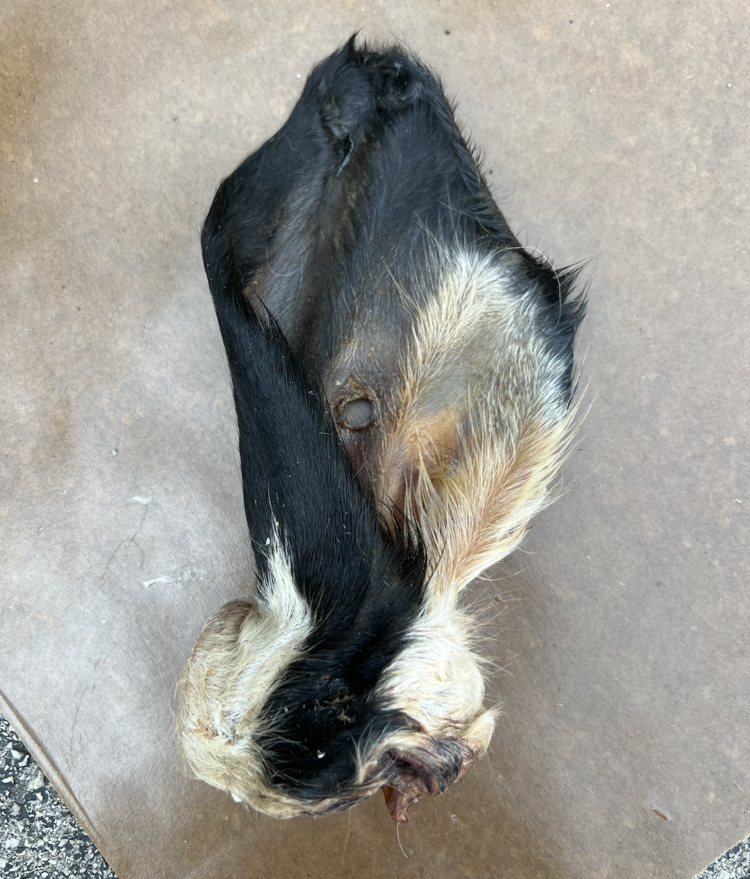 The Proper K9 Proper K9 - Cow Ear w/ Fur (1pc)