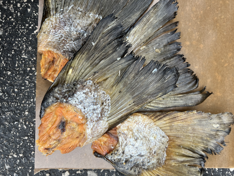 The Proper K9 Proper K9 - Salmon Tail (1pc)