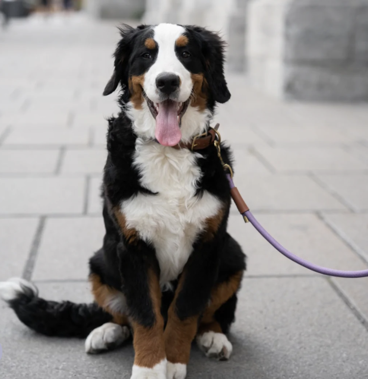 Knotty Pets Knotty Pets - 6' Rope Leash - Grape