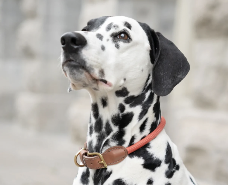 Knotty Pets Knotty Pets - Rope Collar - Peach