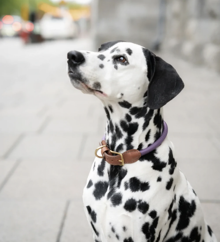 Knotty Pets Knotty Pets - Rope Collar - Grape