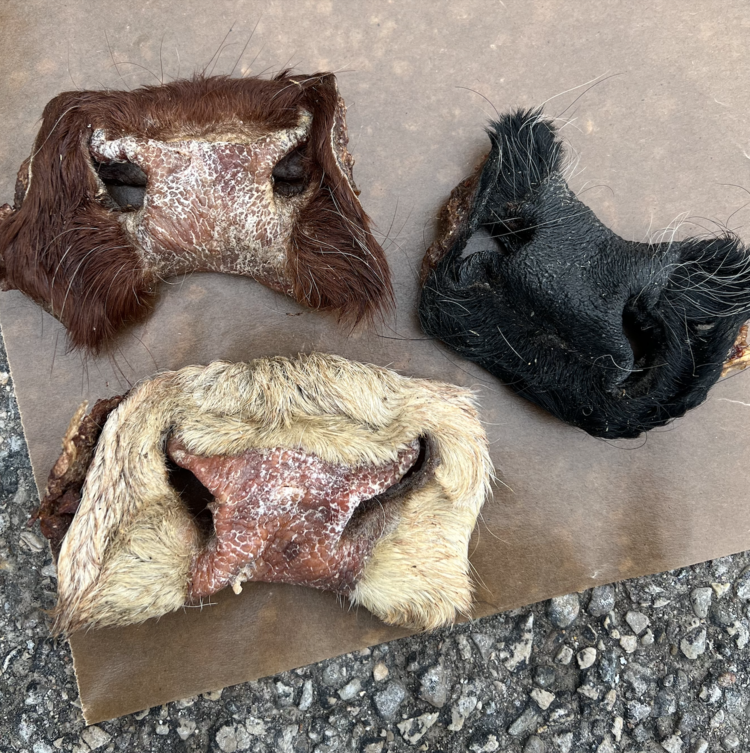 The Proper K9 Proper K9 - Beef Snout (1pc)