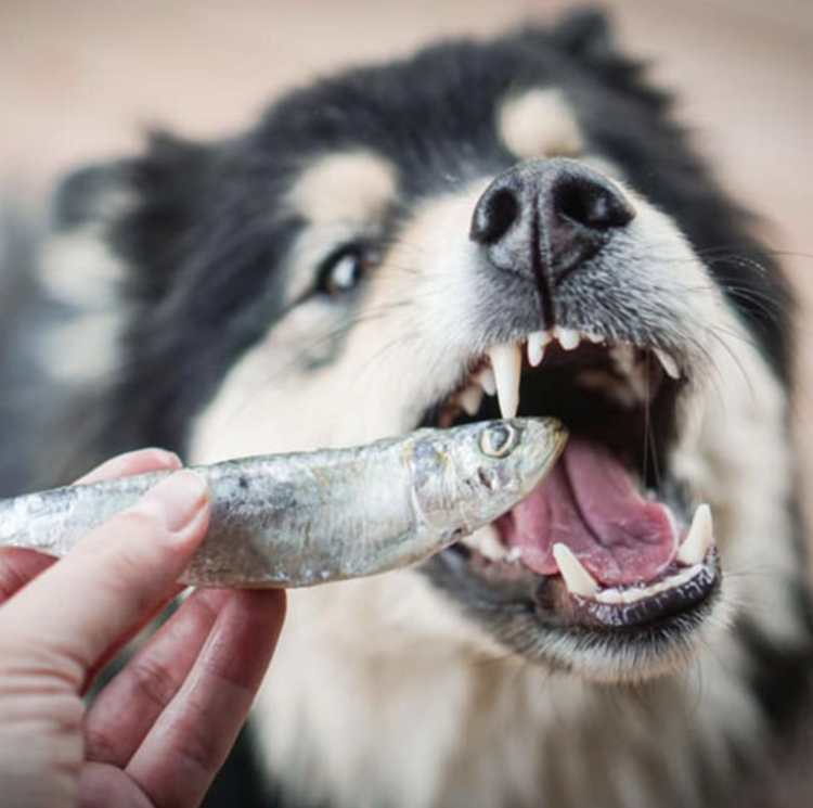 BCR BCR - Frozen Sardines - 1lb