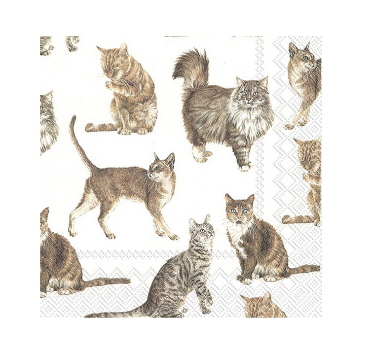 Abbott Paper Napkins - Cats - 20pk