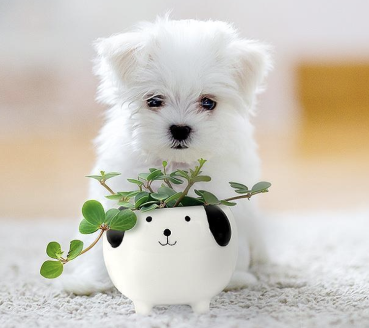 Abbott Planter - Small Dogs on Legs