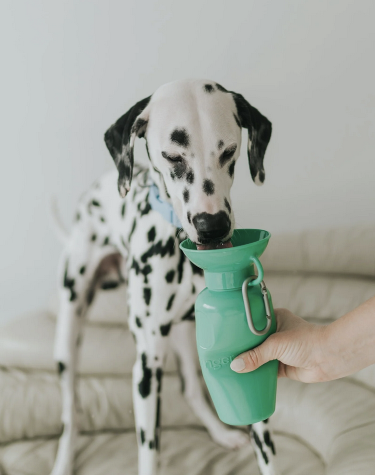 Springer Springer - Travel Bottle - Springer Green - Classic - 22oz