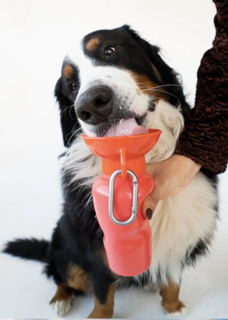 Springer Springer - Travel Bottle - Poppy - Classic - 22oz