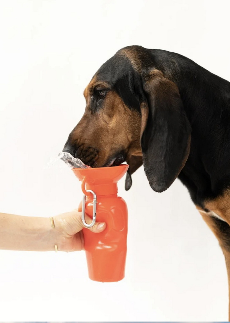 Springer Springer - Travel Bottle - Poppy - Classic - 22oz