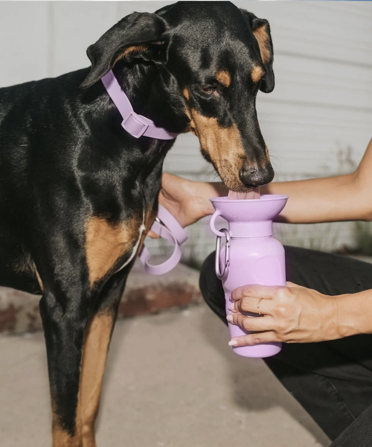 Springer Springer - Travel Bottle - Lilac - Classic - 22oz