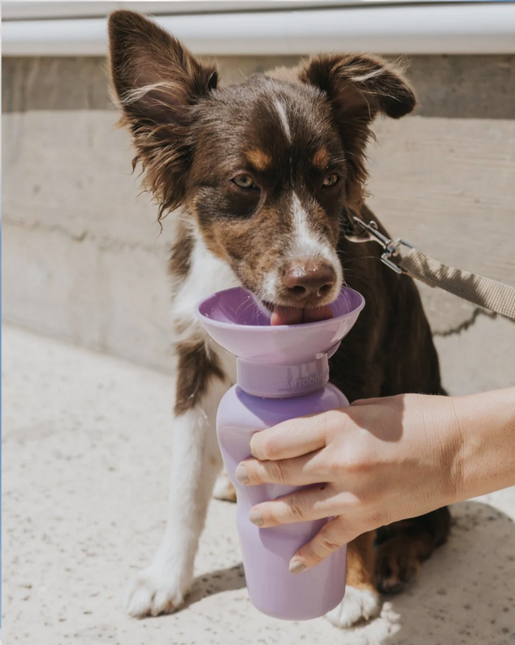 Springer Springer - Travel Bottle - Lilac - Classic - 22oz