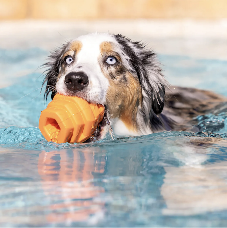 Project Hive Pet Company Project Hive - Scented Chew Toy Mango