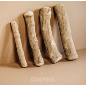 Canophera Canophera Chew