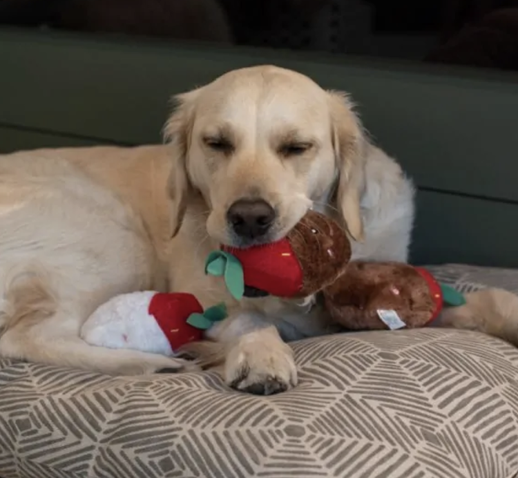 Zippy Paws Zippy Paws - Miniz - Chocolate Strawberries