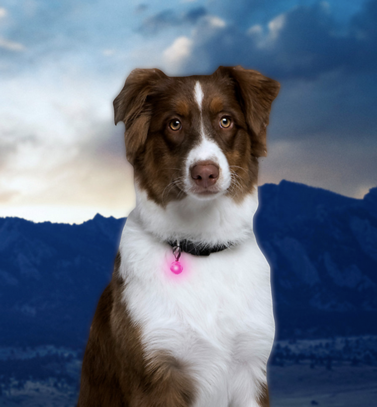 Nite Ize Nite Ize - Petlit - Pink Jewel