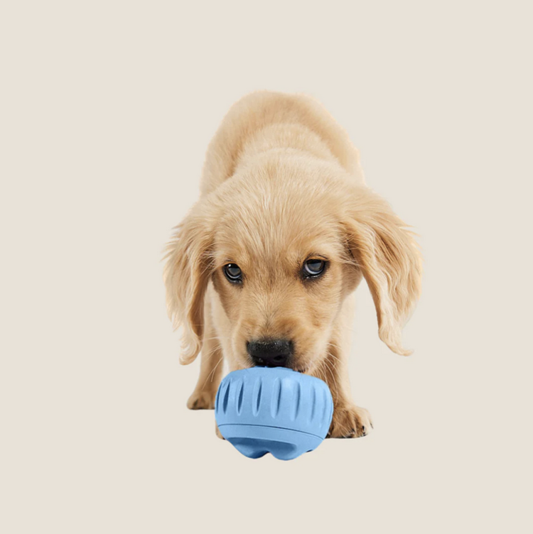 Woof Woof - Pupsicle - Blue